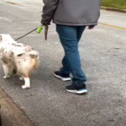 Stray Cat Follows Dog Home And The They Become Instant BFFs