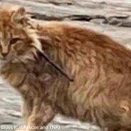 Stray Cat Found With An Arrow Through His Neck Is Rescued And Named Cupid