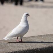 Struggling Pigeon Saved After He Was Dyed Pink For Gender Reveal & Tossed Onto Streets