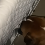 Sweet Dog Joins Baby Brother In His Crib For Snuggles