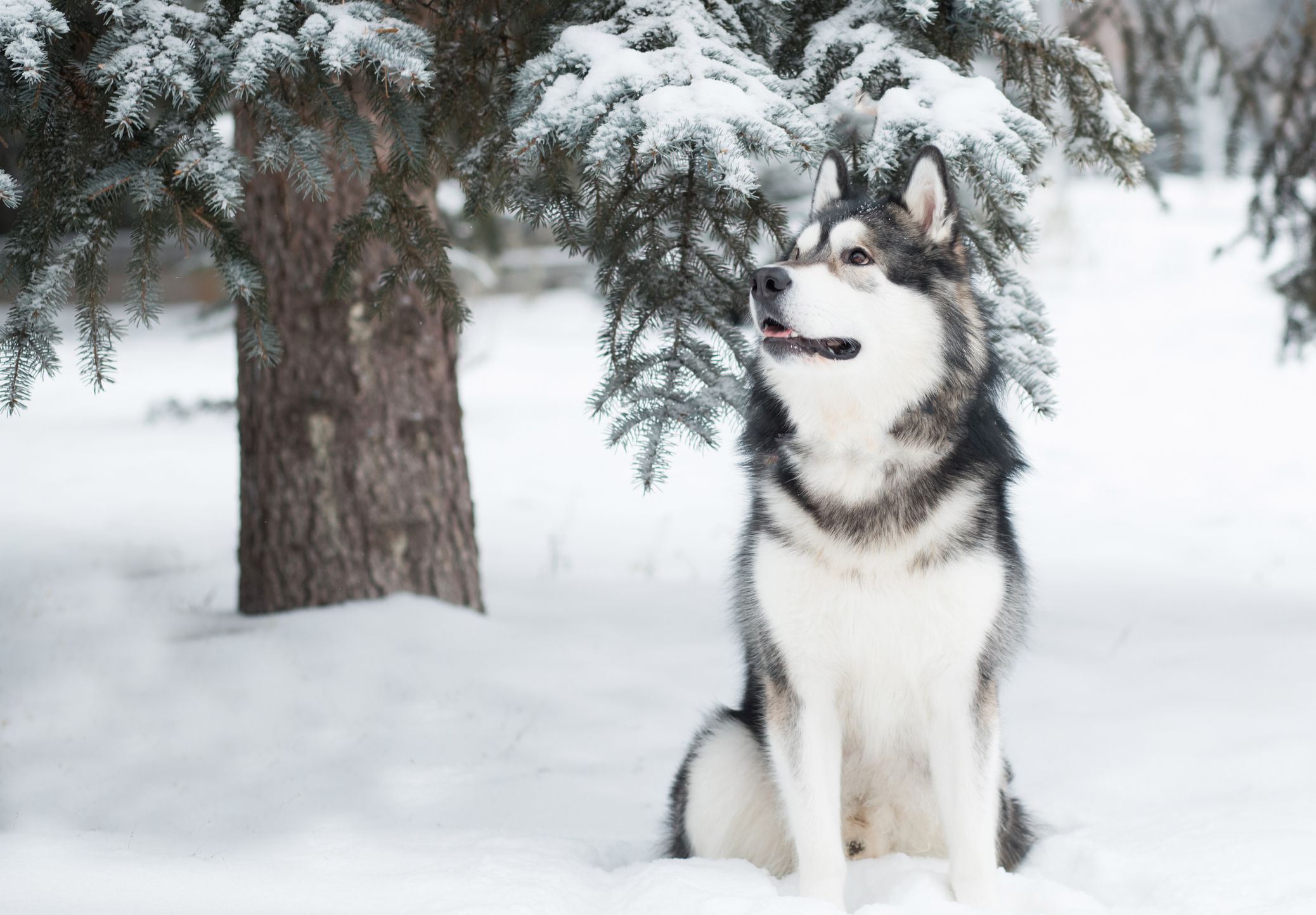 The Best Snow Dog Breeds | OC Shelter Pets