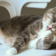 The Meaning Behind 9 Strange Cat Behaviors