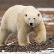 Their Swims Can Last for Days, and Other Interesting Facts About Polar Bears