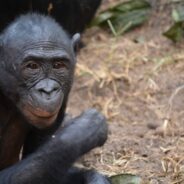 They Settle Conflict with Love, and More Facts About Bonobos