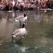 This Goose is Clearly Not a Fan of Ice Skating. Watch the Relatable Video to Learn Why