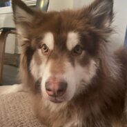 Treating My Disabled Therapy Dog with Integrative Medicine