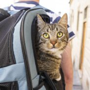 TSA to Public: Stop Sending Pets Through X-ray Scanners!