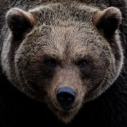 U.S. Fish & Wildlife Service Looking into Removing Grizzlies from Endangered Species List in 2 States