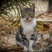 Vet Struggles to Solve Puzzle of Kitten with Labored Breathing Who Isn’t Eating