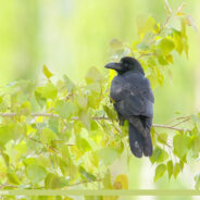 Video Of A Bird That Looks Like A Gorilla Captivates Reddit