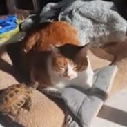 Watch the Serene Moment Between a Cat and a Turtle Basking in the Sunlight