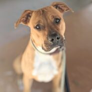 “Water Baby” In Shelter for Nearly a Year Needs Forever Home to Swim and Zoom Around In