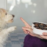 What To Do If Your Dog Eats Chocolate