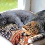 Woman Decides to Adopt Friendly Shelter Cat, But Her Less Social Sister is Part of the Deal