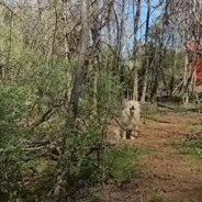 Woman Rescues Skittish Dog Who Finds Comfort In Her Husband’s Arms