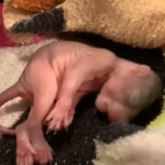 Woman Spots Newborn Squirrel Struggling On The Ground And Welcomes Him In As A Pet