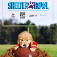 You Can Help Shelters Tackle Some Challenges This Super Bowl Sunday