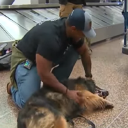 10-Year-Old K9 Dog Reunites With Former Handler After Months Apart