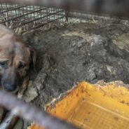 200 Dogs Rescued From Dog Meat Farm In South Korea