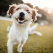 3 courses you can take to improve your pet’s health!