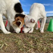 3 Easy Dog Enrichment Ideas