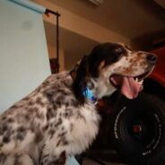 3-Year-Old English Setter Has World’s Longest Dog Tongue