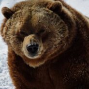 300-Pound Grizzly Is First To Emerge From Hibernation In Yellowstone National Park