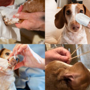 4 Key Tips for Better Dog Hygiene