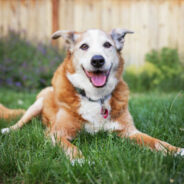 6 Facts to Help You Navigate the Golden Years with Your Furry Friend