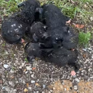 6 Shivering Puppies Are Soaked From The Rain But Help Finally Arrives