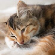 7 Signs Your Cat Might Be Sick