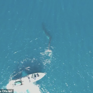 A 55-Foot Fin Whale with a Severe Case of “Scoliosis” was Spotted Off the Coast of Spain