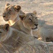 A New Sanctuary Will Be Opened to House Growing Number of Lions in Indian State