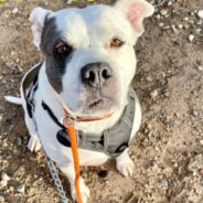 A Sweet, Chunky Moo Cow Named Spot Would Like You to Consider Adopting Him to Share Fun and Adventures With