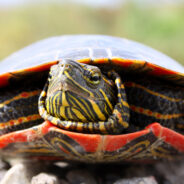 Adorable Pet Turtle Becomes A Show Stealer During Her Parent’s Wedding Ceremony