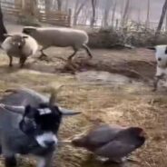 Amazing Cow and Friends at Wellness Farm: We Love Your Powdered Donuts, Mom! And We Love You, Too!