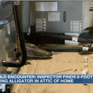 An 8-Foot Gator Was Discovered in the Attic of a North Carolina Home by a Code Enforcement Officer