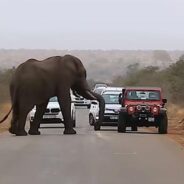 An Elephant Momentarily Causes Traffic As It Blocks the Road for a Crossing Calf