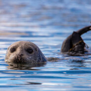 Avian Flu Outbreak Detected in Canadian Harbor Seals for the First Time