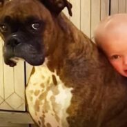 Awestruck Parents: Look, Our Baby’s Walking Now! And He Wants to be with His Dog!