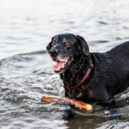 Best Food For Senior Dogs: Aging Dog Nutrition Explained