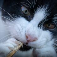 Bill Prohibiting the Declawing of Cats in Illinois Passed State House