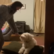 Blind And Deaf Dog Reacts To A Visit From His Favorite Person