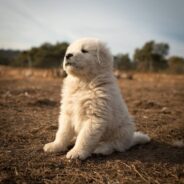 Blind Puppy is Re-Homed Due to Being Too Boisterous, Finds a Loving New Forever Family