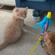 Blind Rescue Cats Use “Chirping” Sounds To Find Each Other