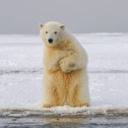 Brown Bears And Polar Bears In Siberia Might Soon Start Creating Hybrids Called The ‘Brolar Bear’