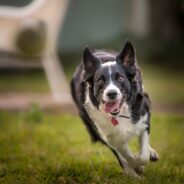 Can Dogs Have ADHD?