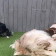 Canine Freestyle on Tiktok! Get Amazed by the Dancing Skills of These Dogs!