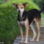 Capital of Indonesia, Jakarta, Finally Bans Dog Meat Trade