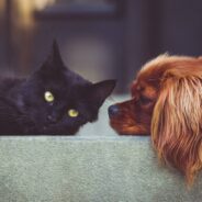 Cat and Dog BFFs Spend Years Going for Daily Walks Together